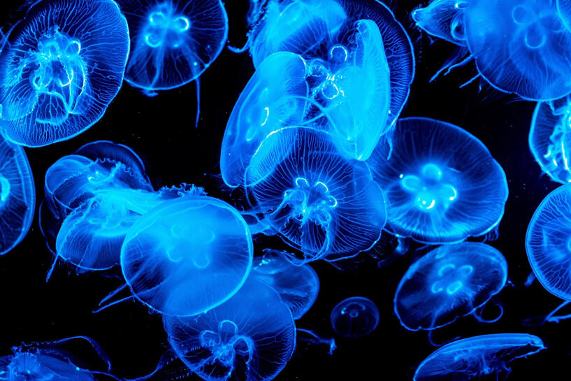 moon jellyfish