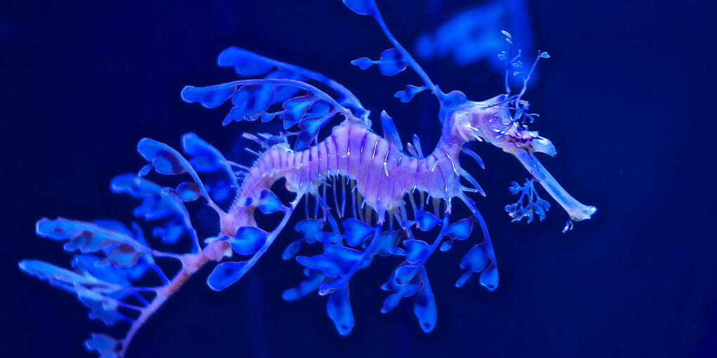 leafy sea dragon