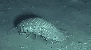 isopod